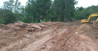 Pembabatan Hutan APL