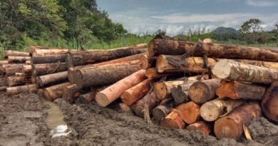 Aktivitas Penebangan Hutan APL (dok. EditorPublik.com)