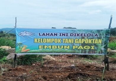 Lahan Jagung Siap Panen Dirusak, Gapoktan Tuding  Pemkab Tapanuli Selatan Abaikan Hak Petani