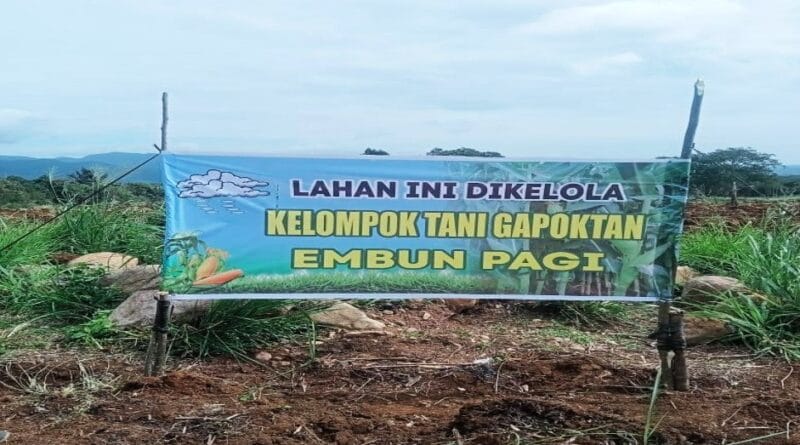 Lahan Jagung Siap Panen Dirusak, Gapoktan Tuding  Pemkab Tapanuli Selatan Abaikan Hak Petani