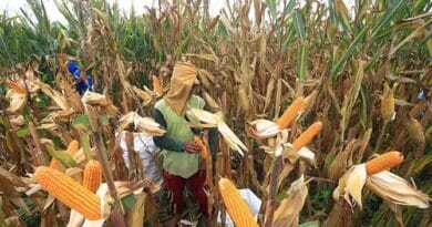 Dinas Pertanian Humbahas Akui Tak Cek Lapangan Terkait Bibit Jagung Bermasalah