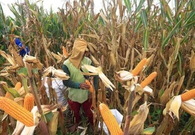 Dinas Pertanian Humbahas Akui Tak Cek Lapangan Terkait Bibit Jagung Bermasalah