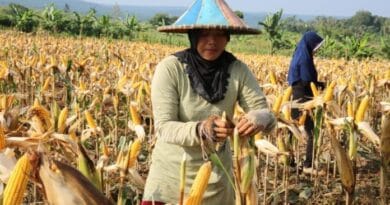 Ilustrasi petani sedang panen jagung