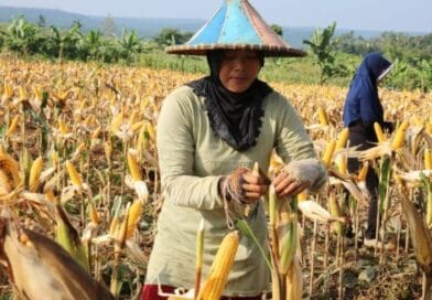 Ilustrasi petani sedang panen jagung